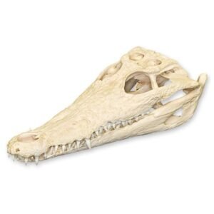 Real Nile Crocodile Skull

1687-A
