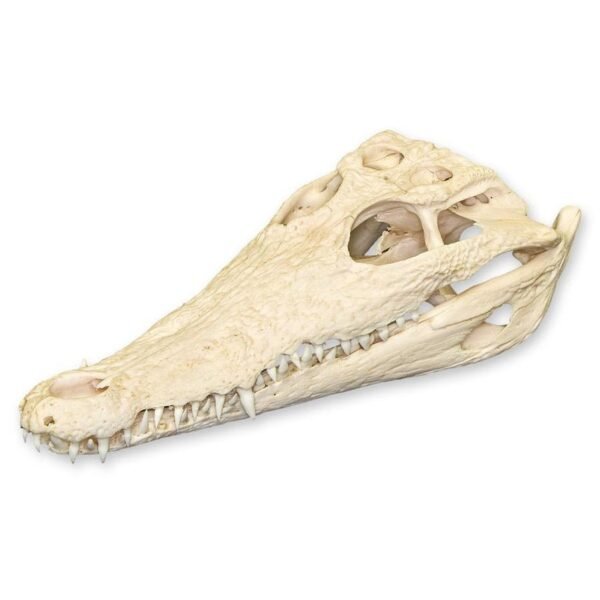 Real Nile Crocodile Skull

1687-A