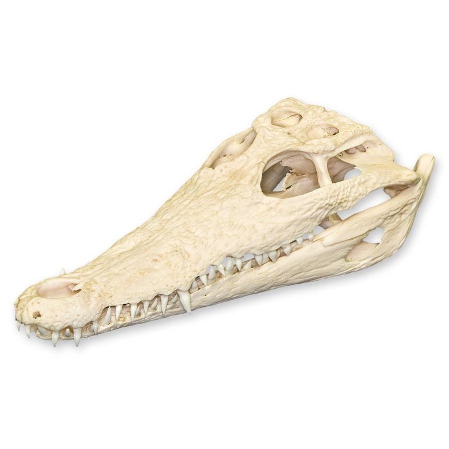 Real Nile Crocodile Skull
1687-A