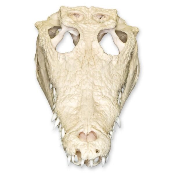Real Nile Crocodile Skull

1687-A - Image 3