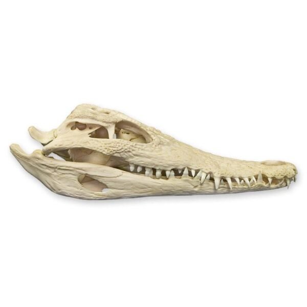 Real Nile Crocodile Skull

1687-A - Image 2