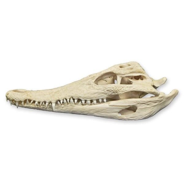 Real Nile Crocodile Skull

1687-A - Image 4