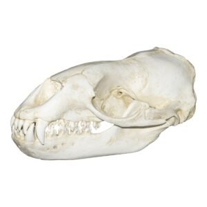 Replica Leopard Seal Skull

393