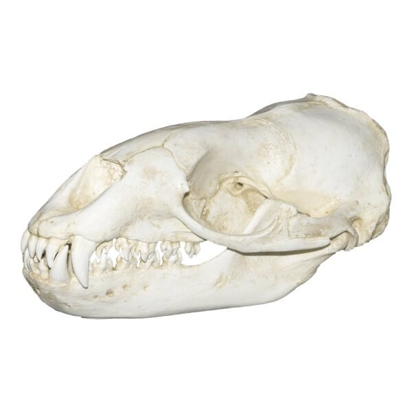 Replica Leopard Seal Skull

393