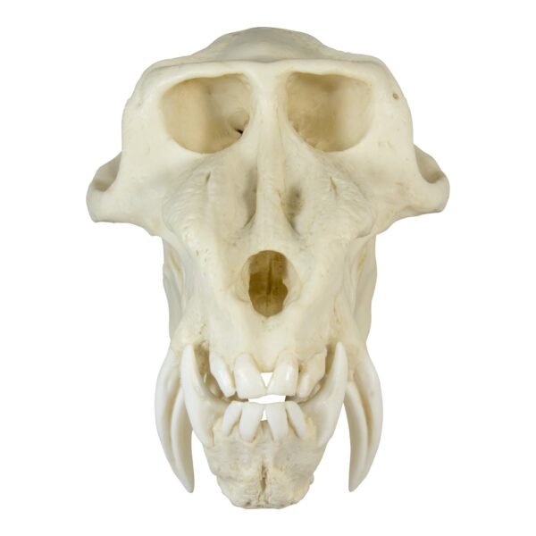 Replica Mandrill Baboon Skull

010 - Image 2