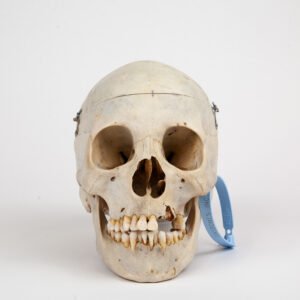 Medical Skull (0267)