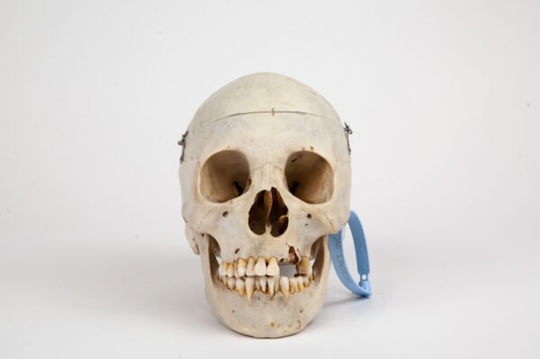 Medical Skull (0267)