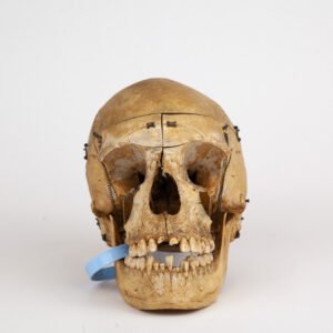 Medical Skull (0297)