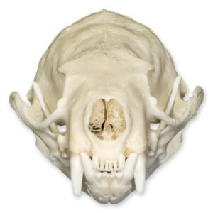 Real American Mink Skull 280