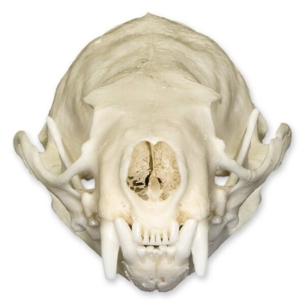 Real American Mink Skull 280