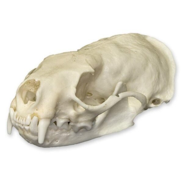 Real American Mink Skull 280 - Image 4