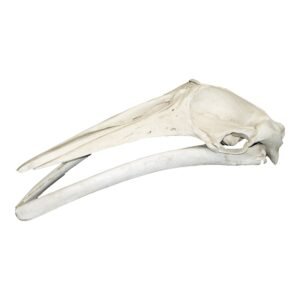 Replica Minke Whale Skull

251