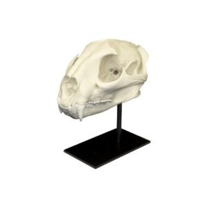 Replica Mountain Lion Skull - Male
072