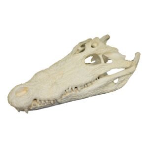 Nile Crocodile Skull (18")193