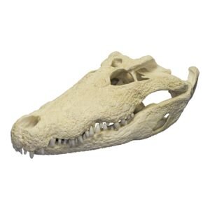 Replica Nile Crocodile Skull (26")

038
