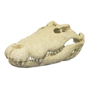 Replica Nile Crocodile Skull (30")

273