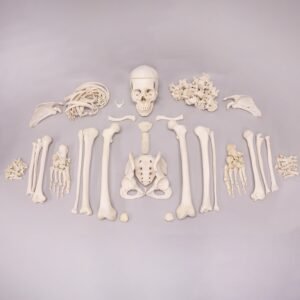 Skeleton - Custom Disarticulated

 SHN-50