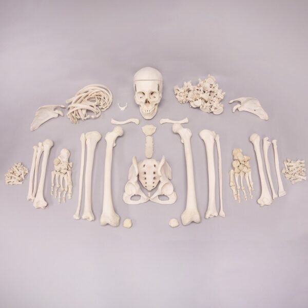 Skeleton - Custom Disarticulated

 SHN-50