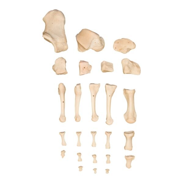 foot 05-A - Image 2