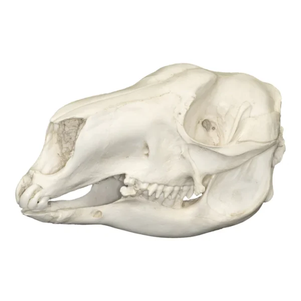 Replica Red Kangaroo Skull