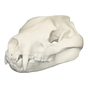 Replica Tasmanian Devil Skull