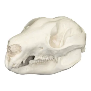 Replica Tree Kangaroo Skull