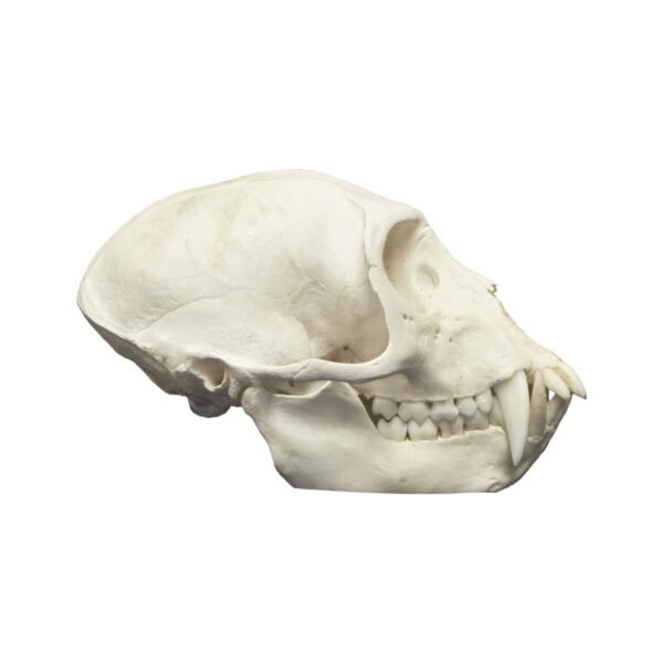 Real Vervet Monkey Skull - Male

286-A - Image 3