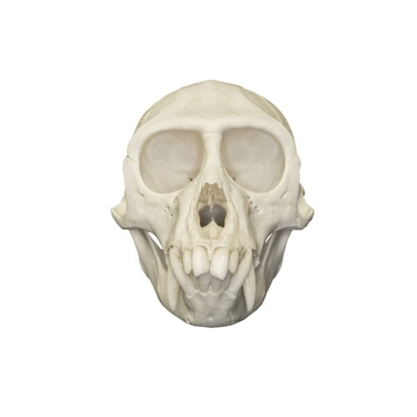 Real Vervet Monkey Skull - Male

286-A