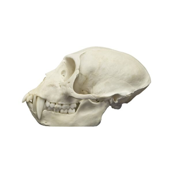 Real Vervet Monkey Skull - Male

286-A - Image 2