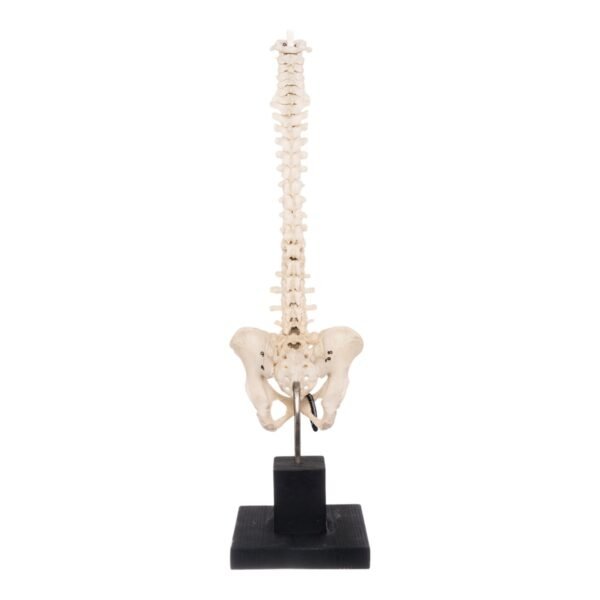 Spine and Pelvis on Stand

27995 - Image 3