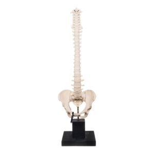 Spine and Pelvis on Stand

27995