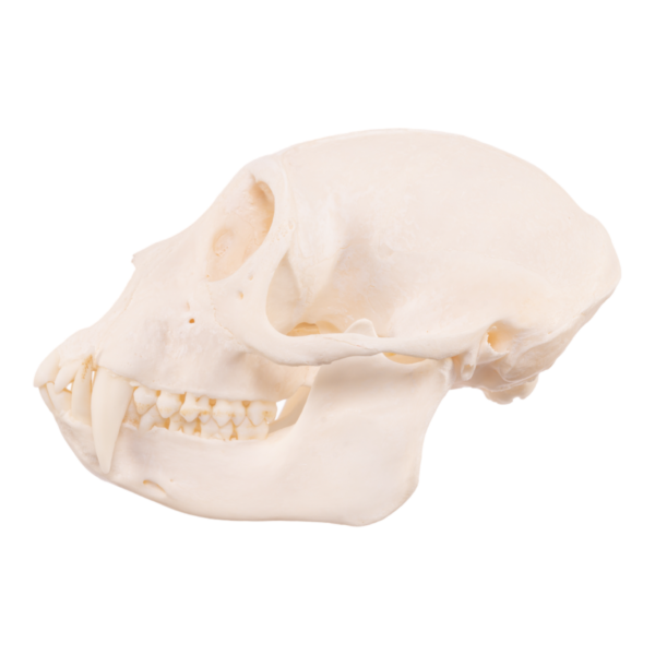 Mona Monkey Skull

29519 - Image 3