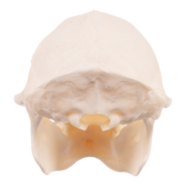 Mona Monkey Skull

29519 - Image 4