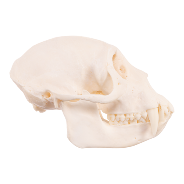 Mona Monkey Skull

29519 - Image 2