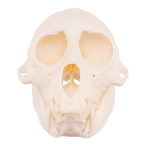 Mona Monkey Skull

29519