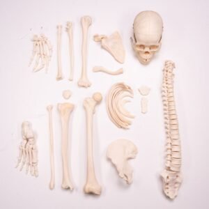 Skeleton - Disarticulated