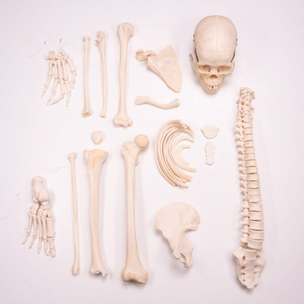 Skeleton - Disarticulated