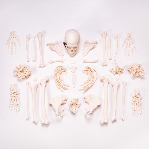Skeleton - Custom Disarticulated

 SHN-50 - Image 3