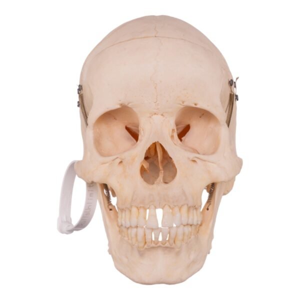 Skeleton - Disarticulated - Image 2