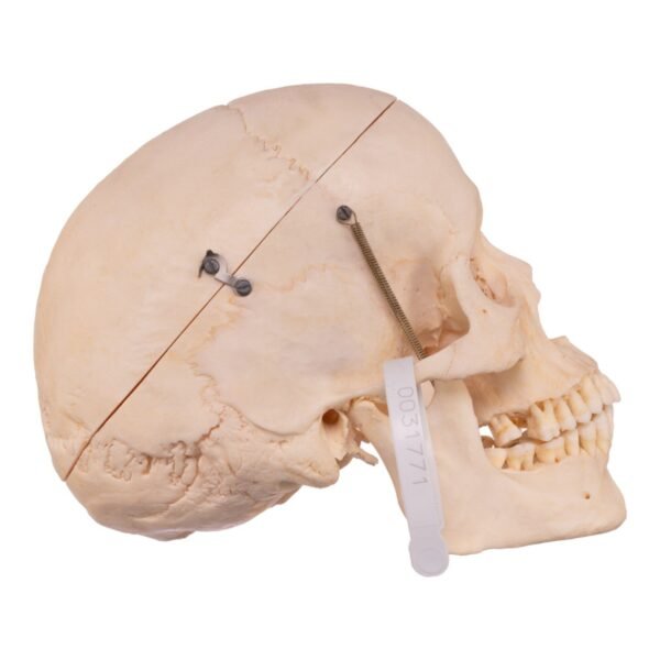 Skeleton - Disarticulated - Image 3