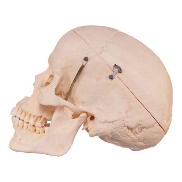 Skeleton - Disarticulated - Image 4