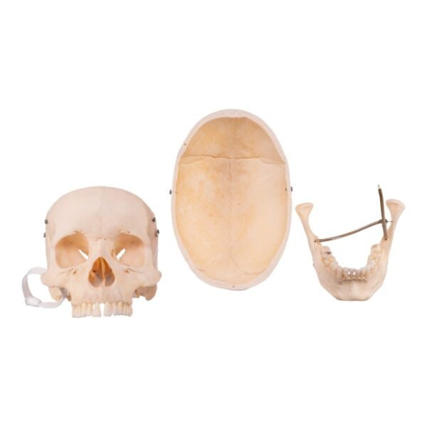 Skeleton - Disarticulated - Image 6