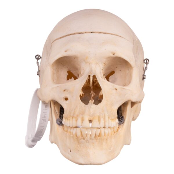 Skeleton - Disarticulated

30377 - Image 2