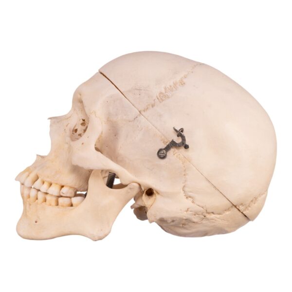 Skeleton - Disarticulated

30377 - Image 4
