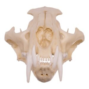 Replica Clouded Leopard Skull
005