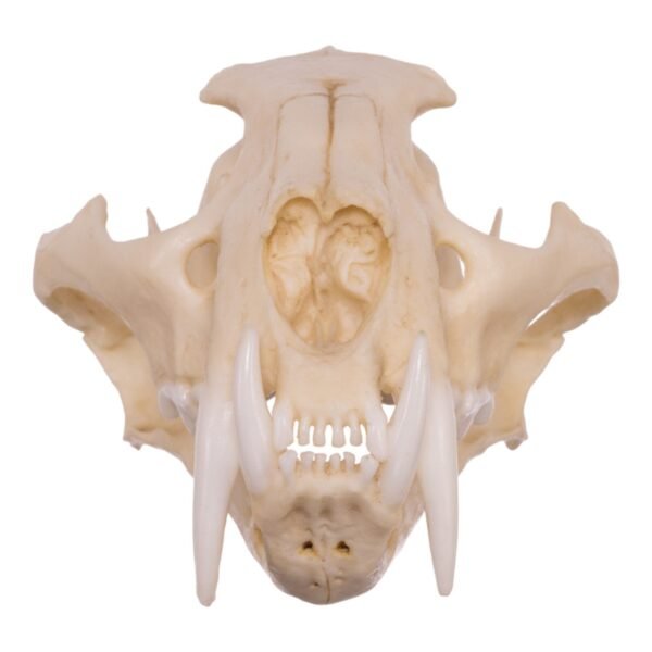 Replica Clouded Leopard Skull
005