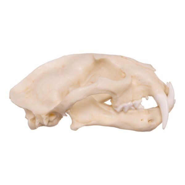 Replica Clouded Leopard Skull
005 - Image 3