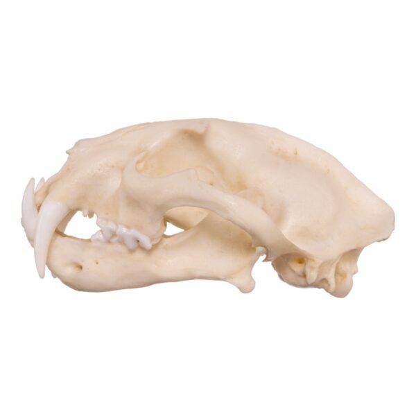 Replica Clouded Leopard Skull
005 - Image 2