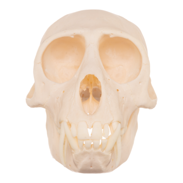Real Greater Spot-nosed Monkey Skull - Male

9522