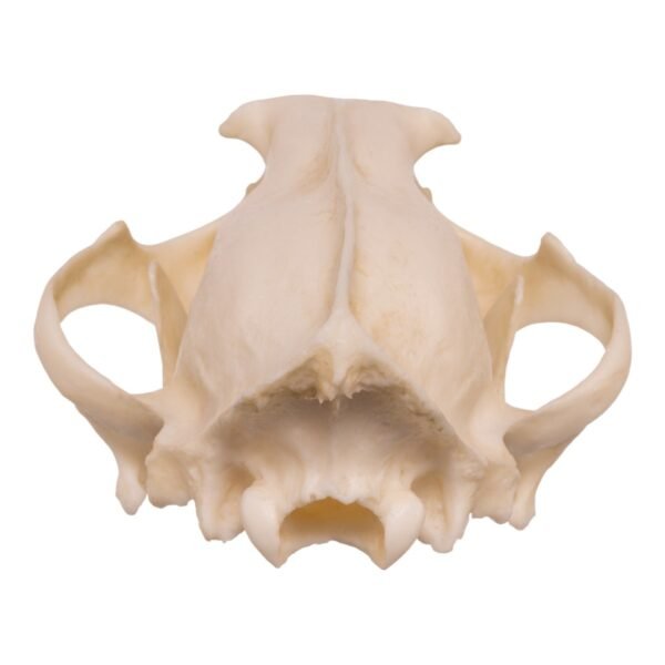 Replica Clouded Leopard Skull
005 - Image 4
